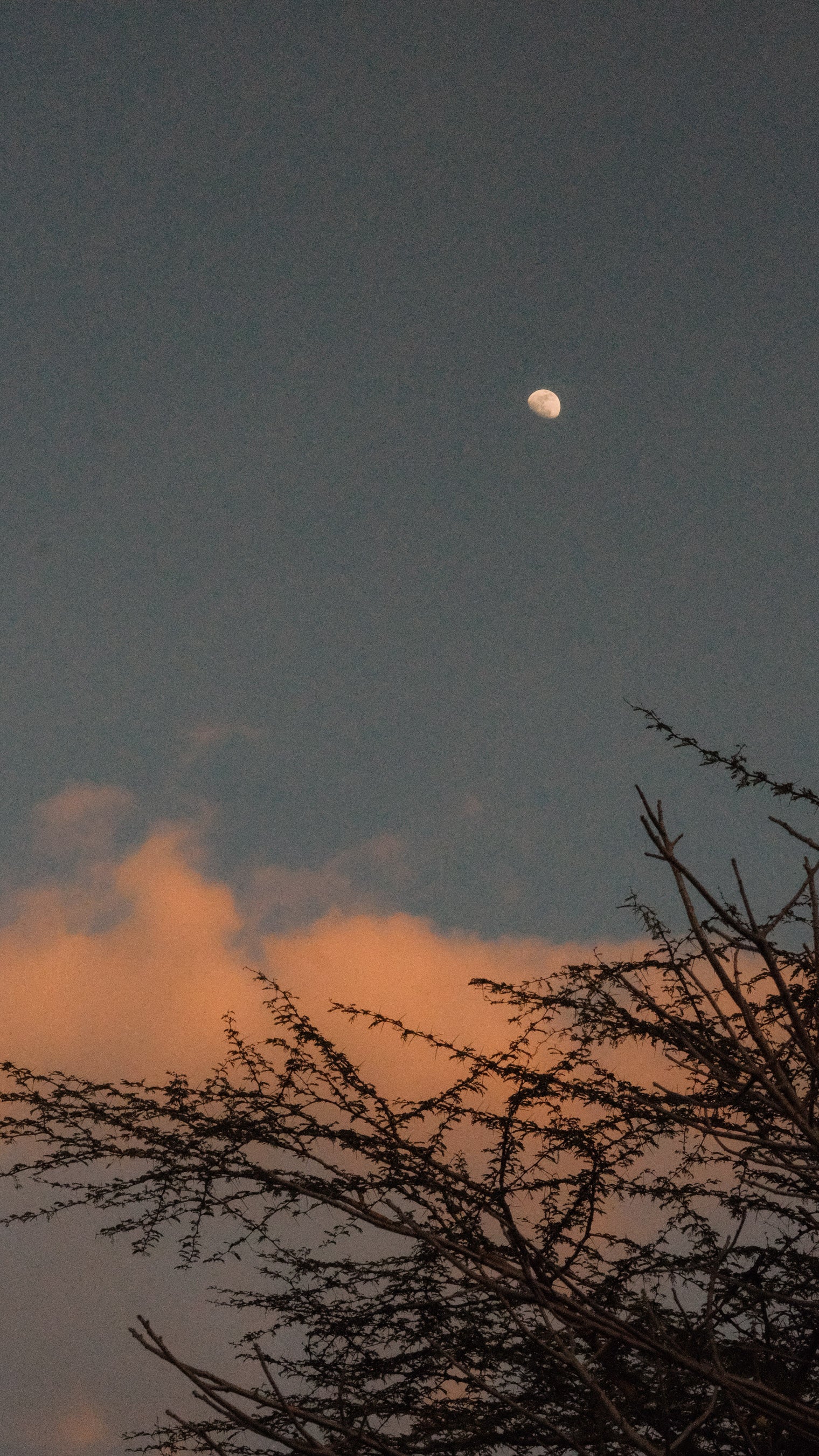 SEEKERS : Safari de luxe au Serengeti