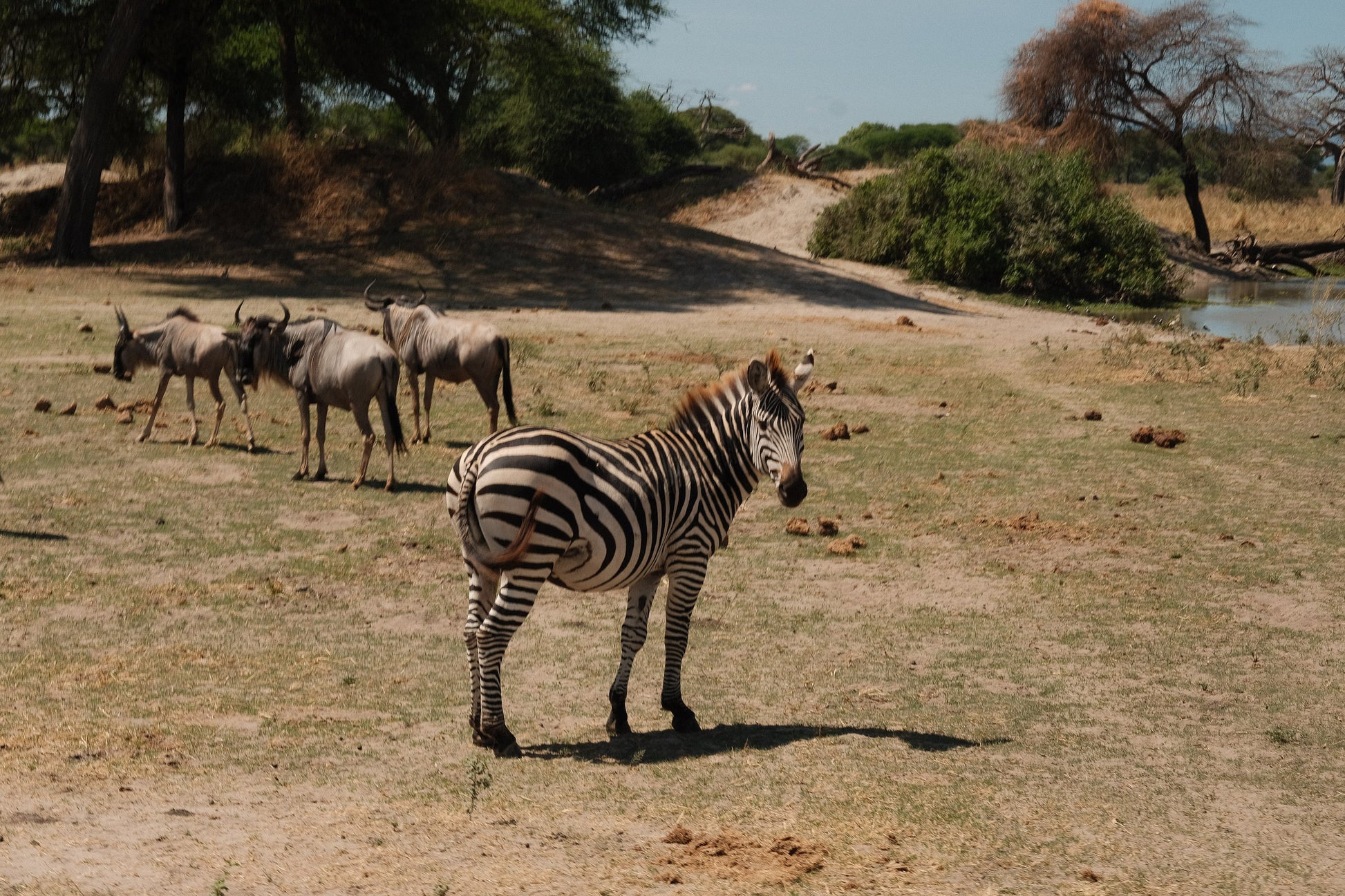 SEEKERS : Safari de luxe au Serengeti