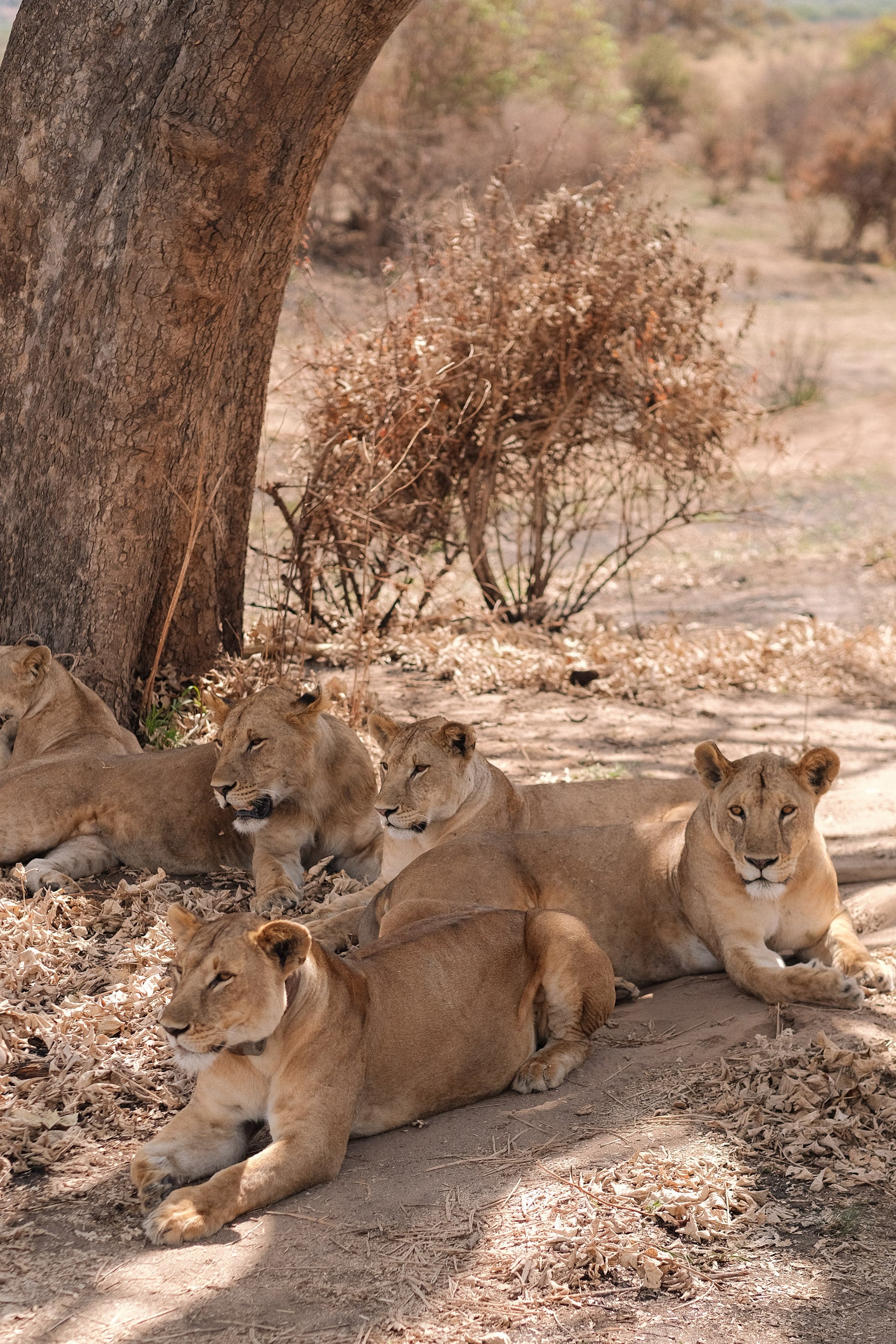 SEEKERS : Safari de luxe au Serengeti