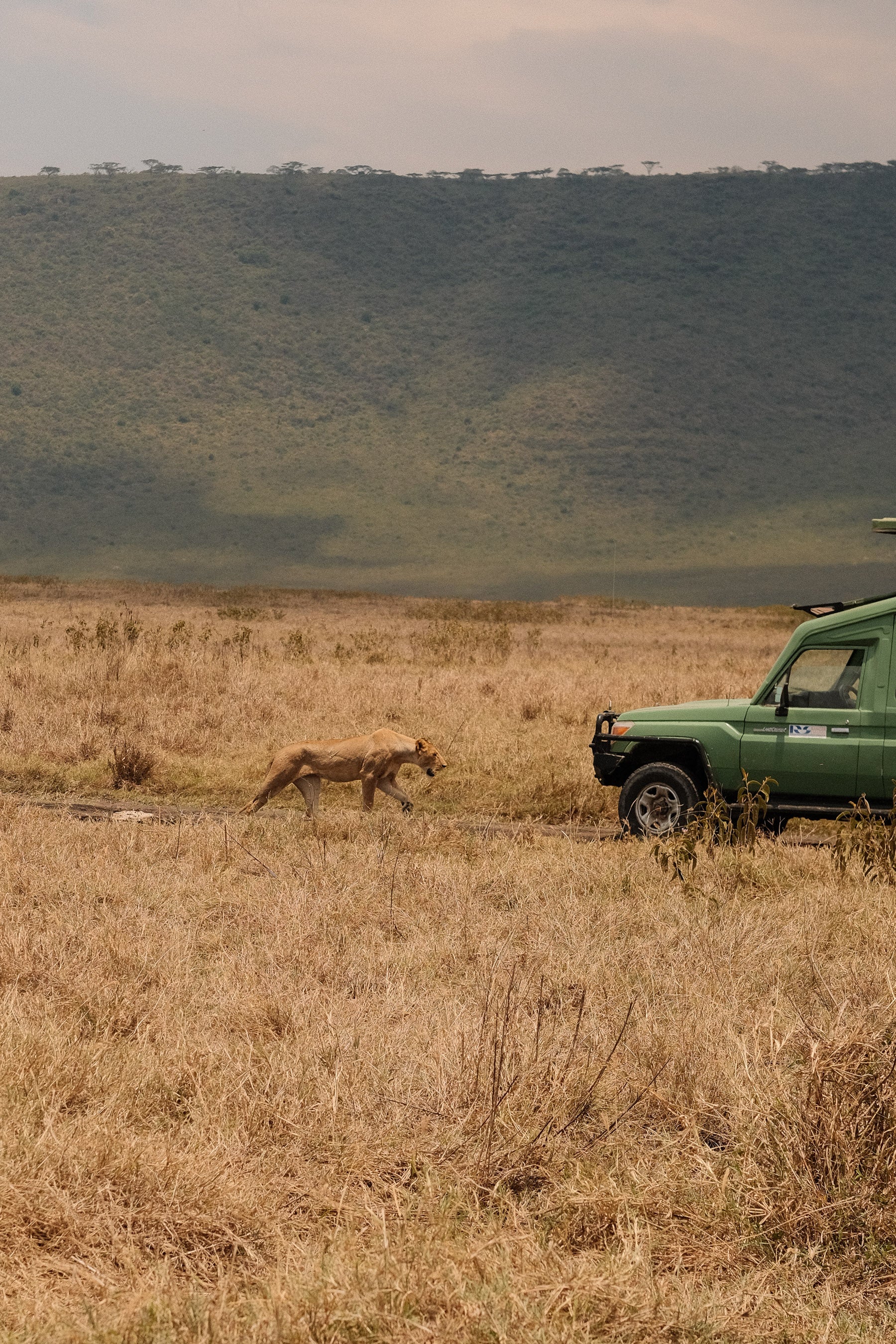 SEEKERS : Safari de luxe au Serengeti