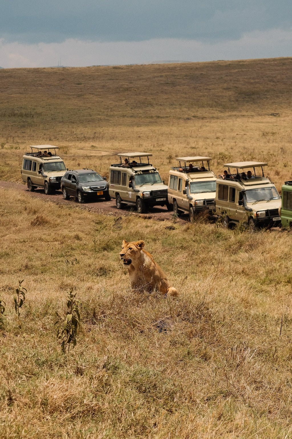 SEEKERS : Safari de luxe au Serengeti