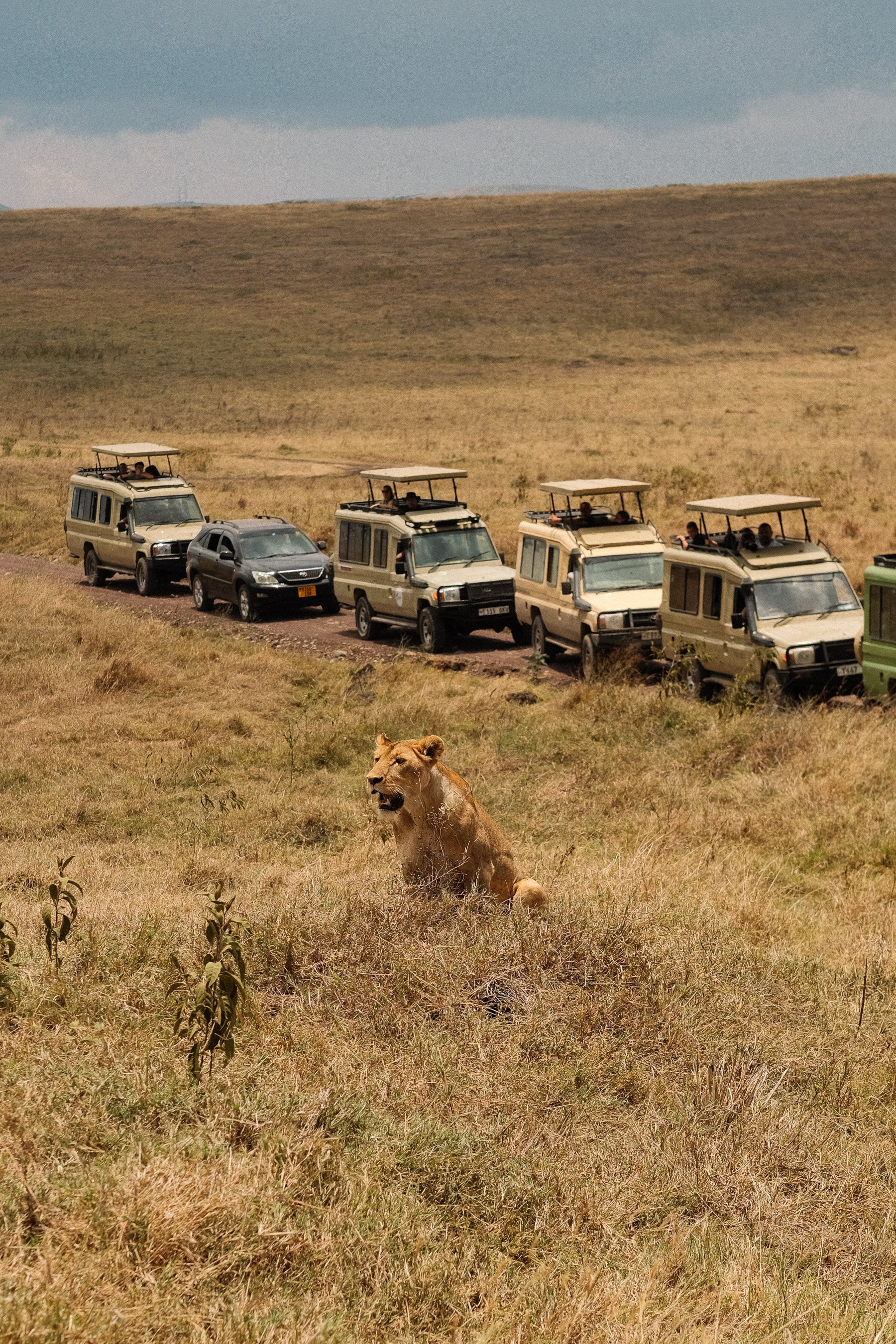 SEEKERS : Safari de luxe au Serengeti