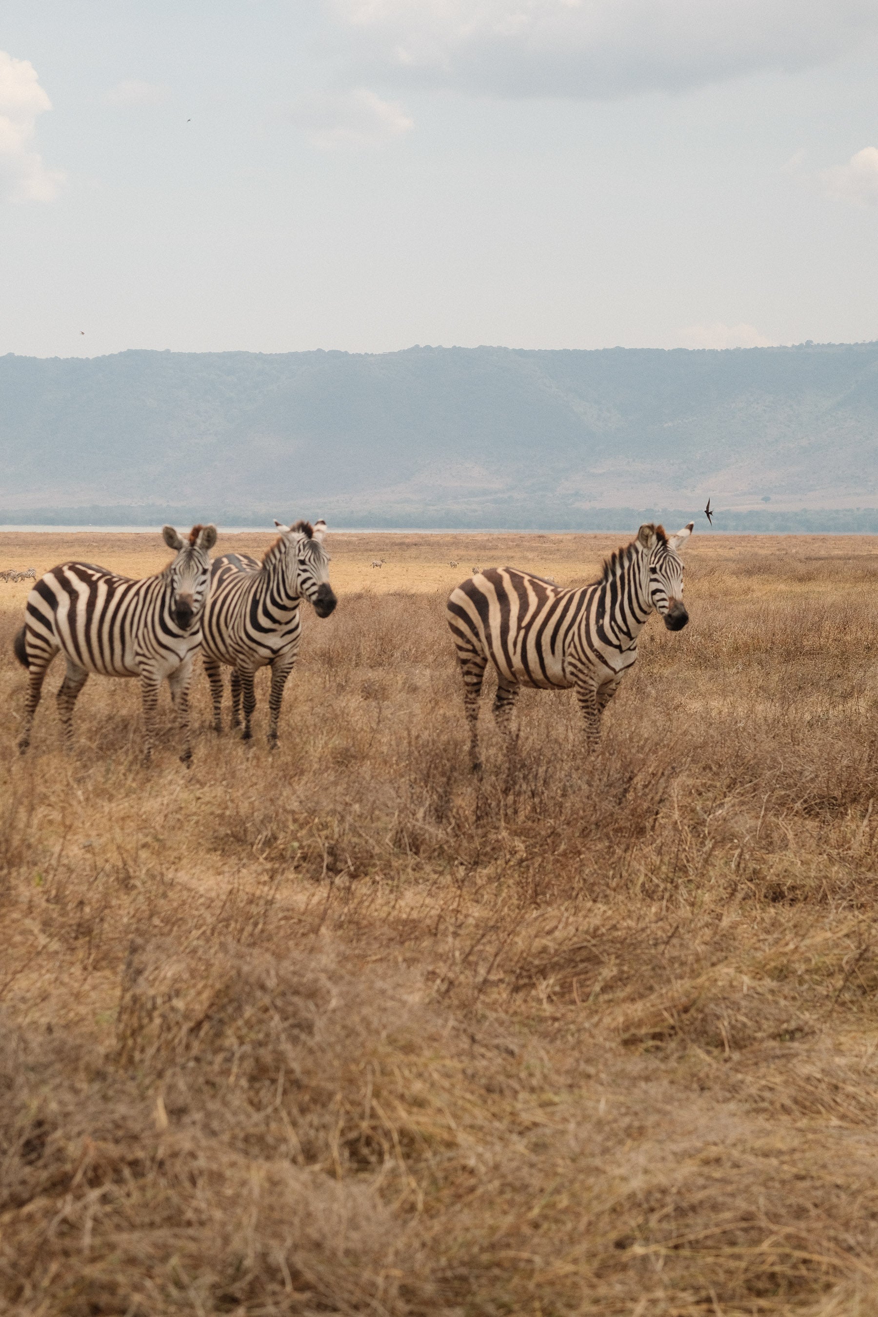 SEEKERS : Safari de luxe au Serengeti